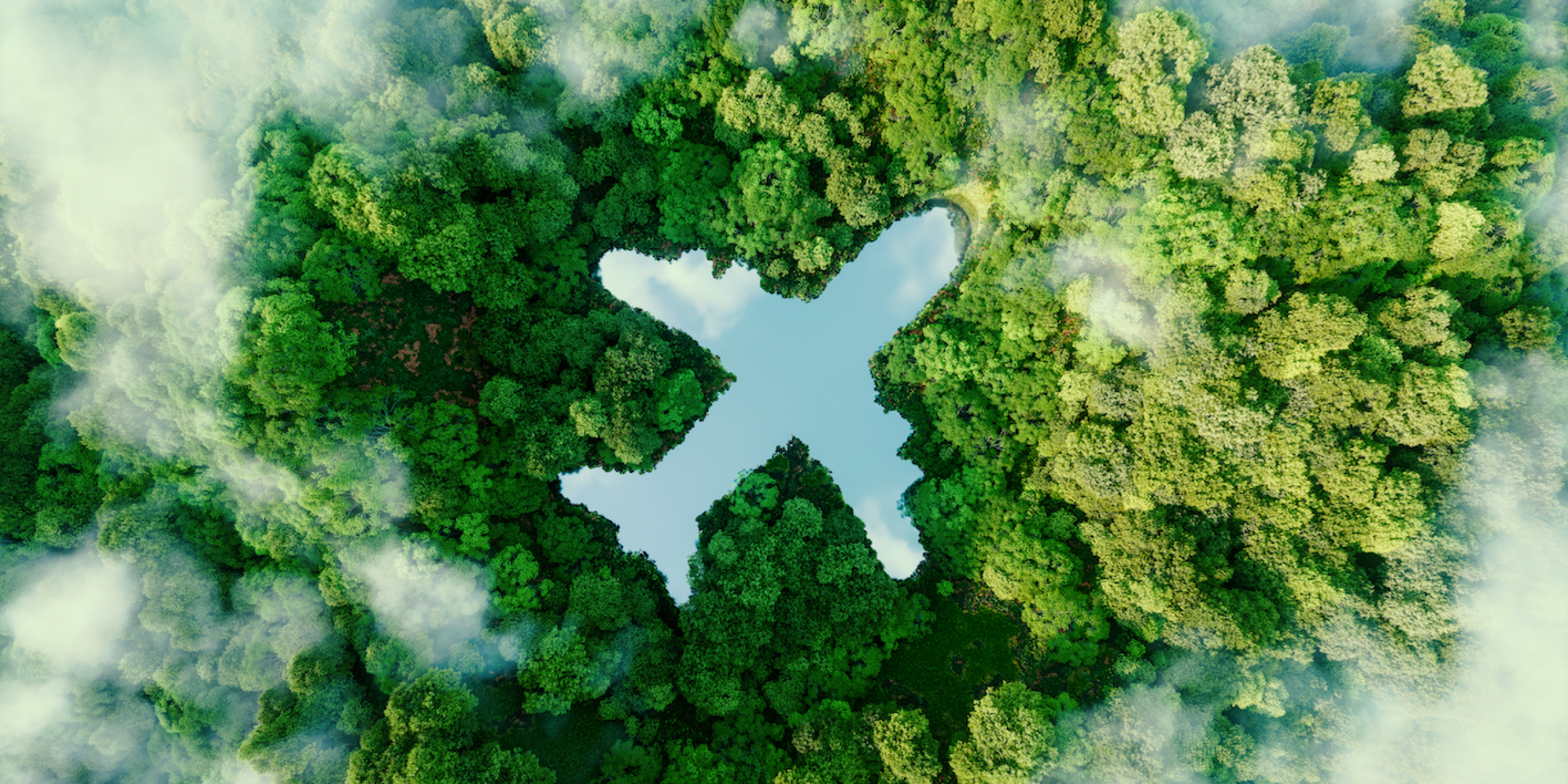 green forrest with an airline outlined in the middle